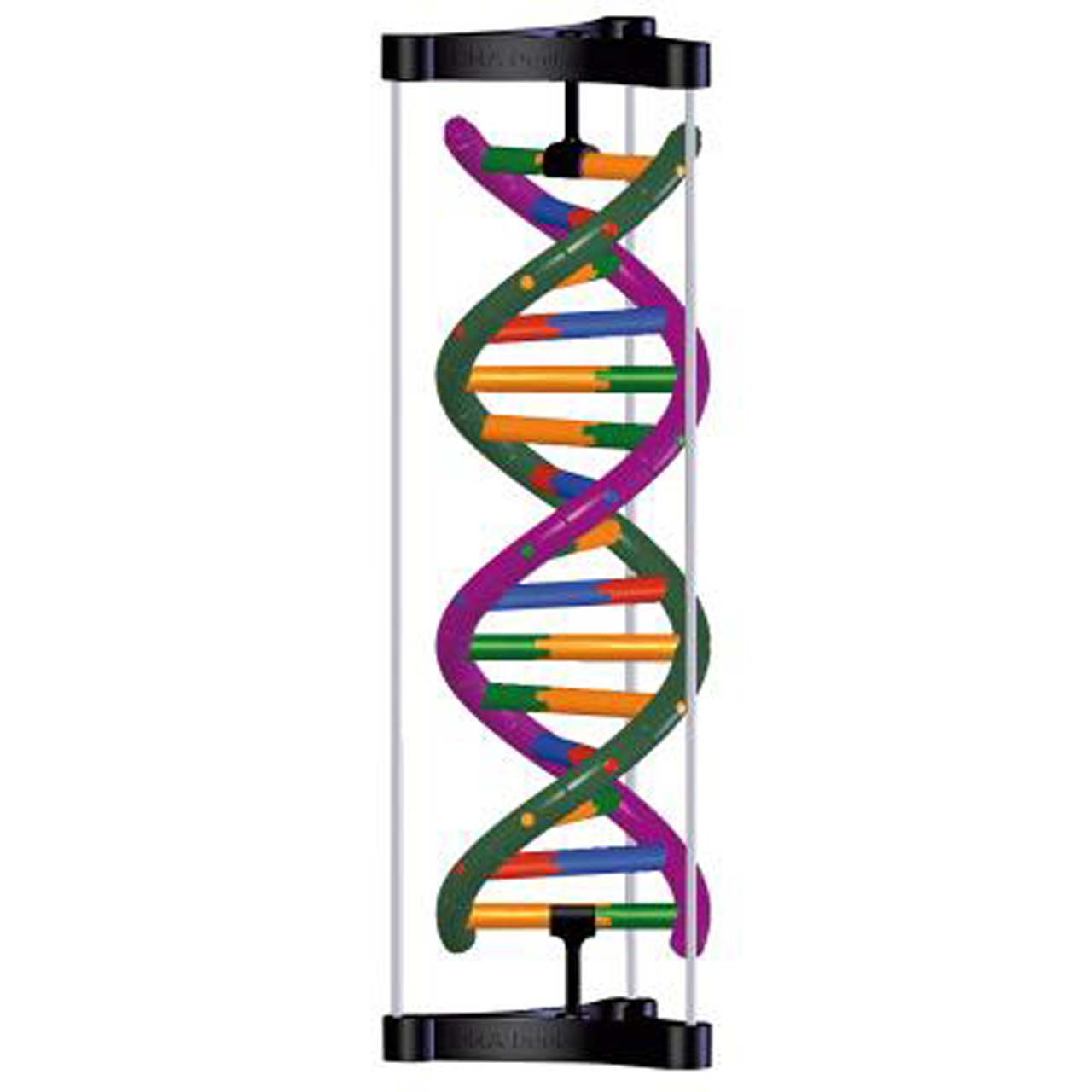 Get Dna Double Helix Student Model Southern Biological For Free Get Wallpaper Dna Double Helix Student Model Southern Biological For Free