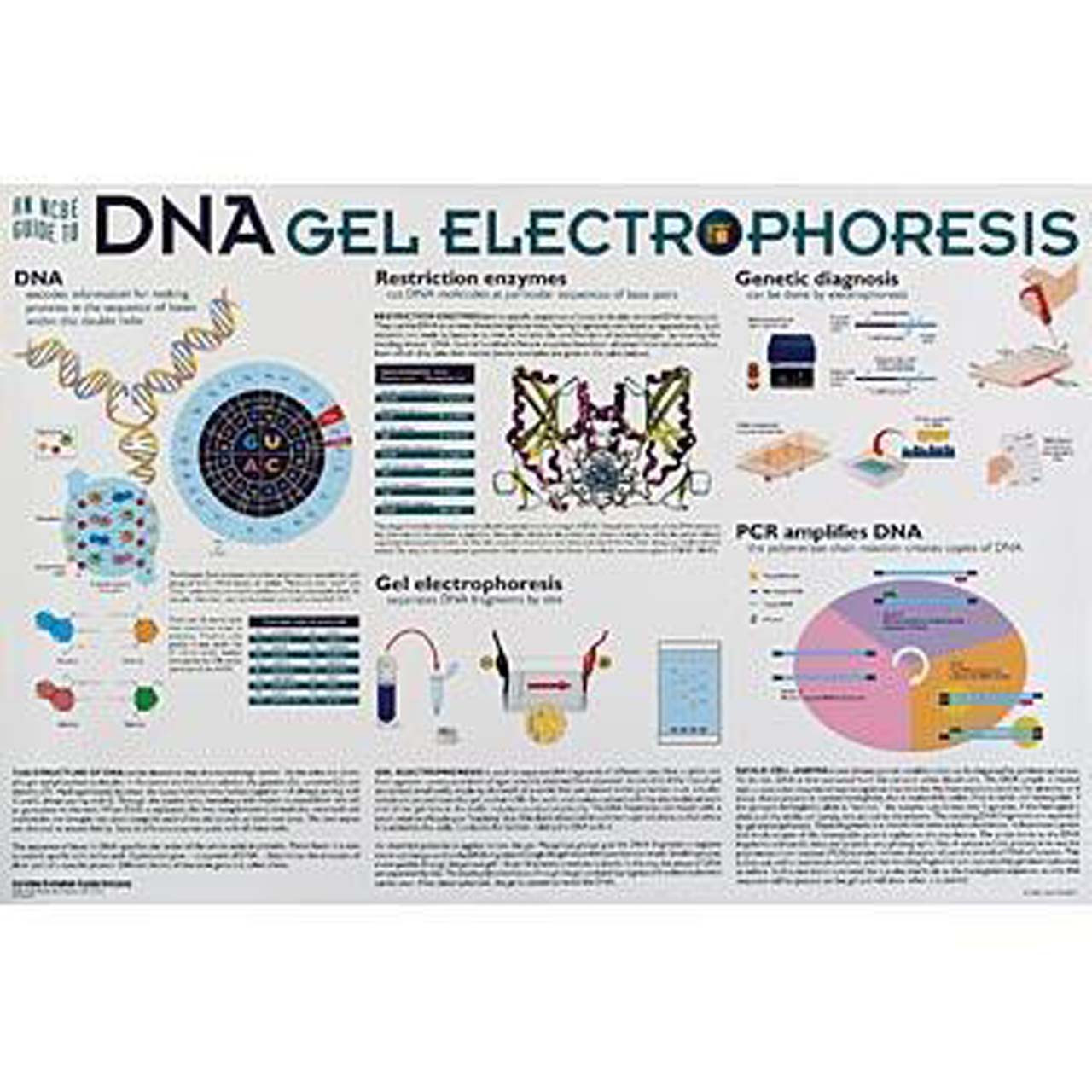 Electrophoresis Chart