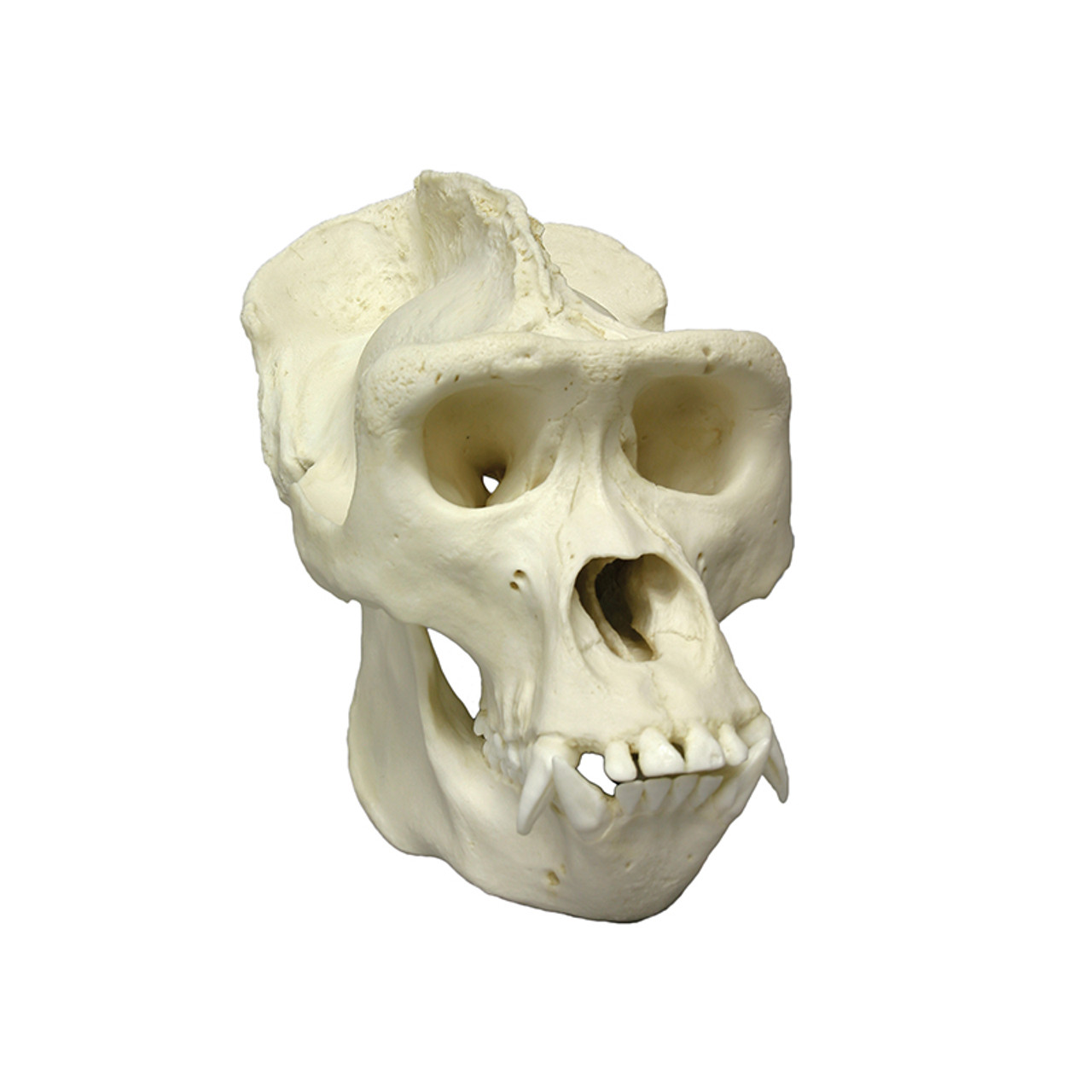 Animal Skull | Western Lowland Gorilla Skull