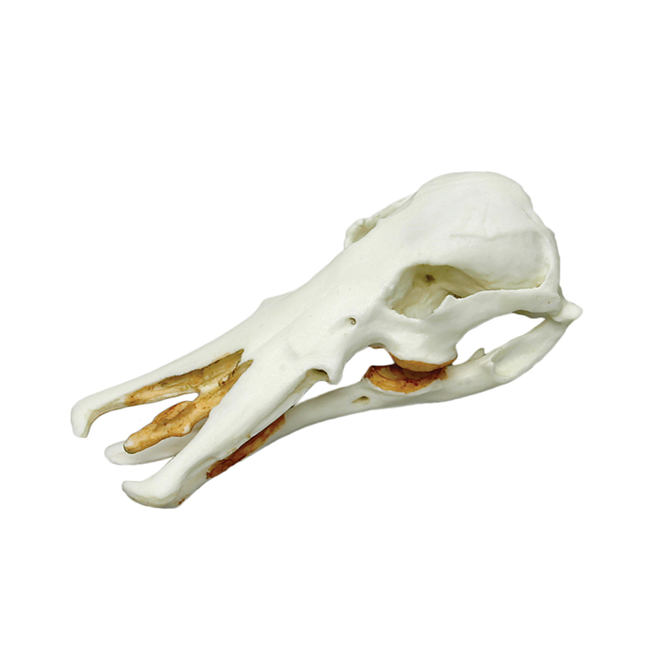 platypus skull