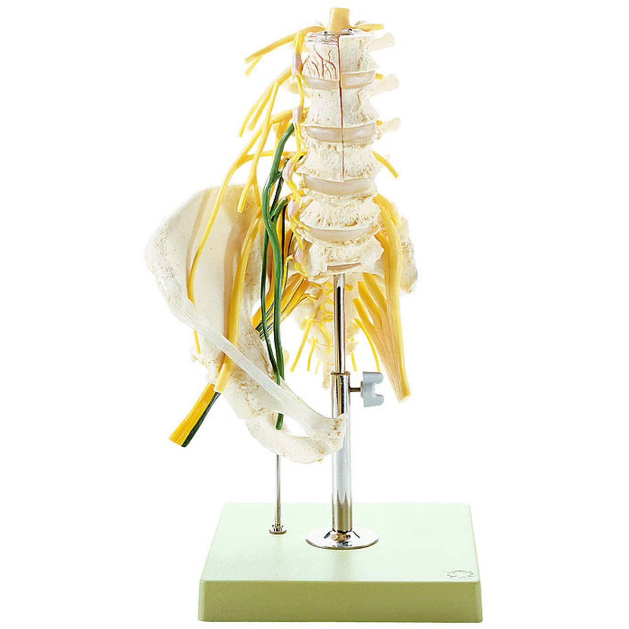 QS66/2 - Lumbar spinal Column - with Innervation