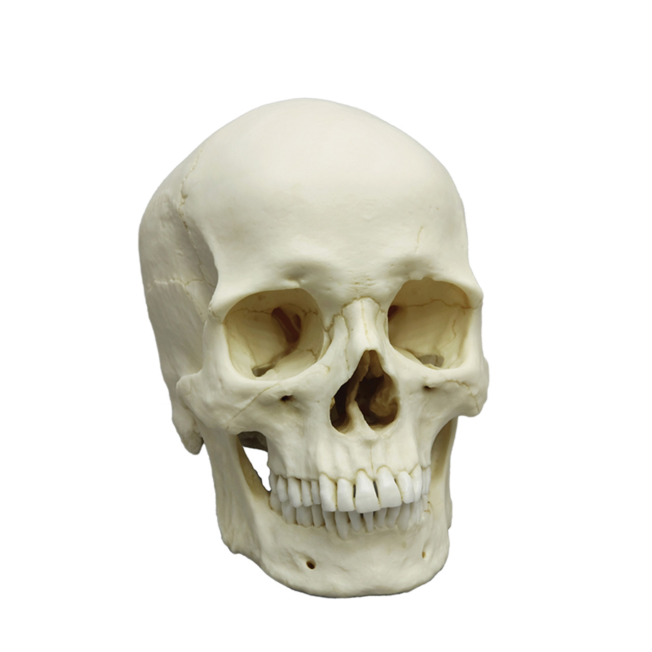 male human skull