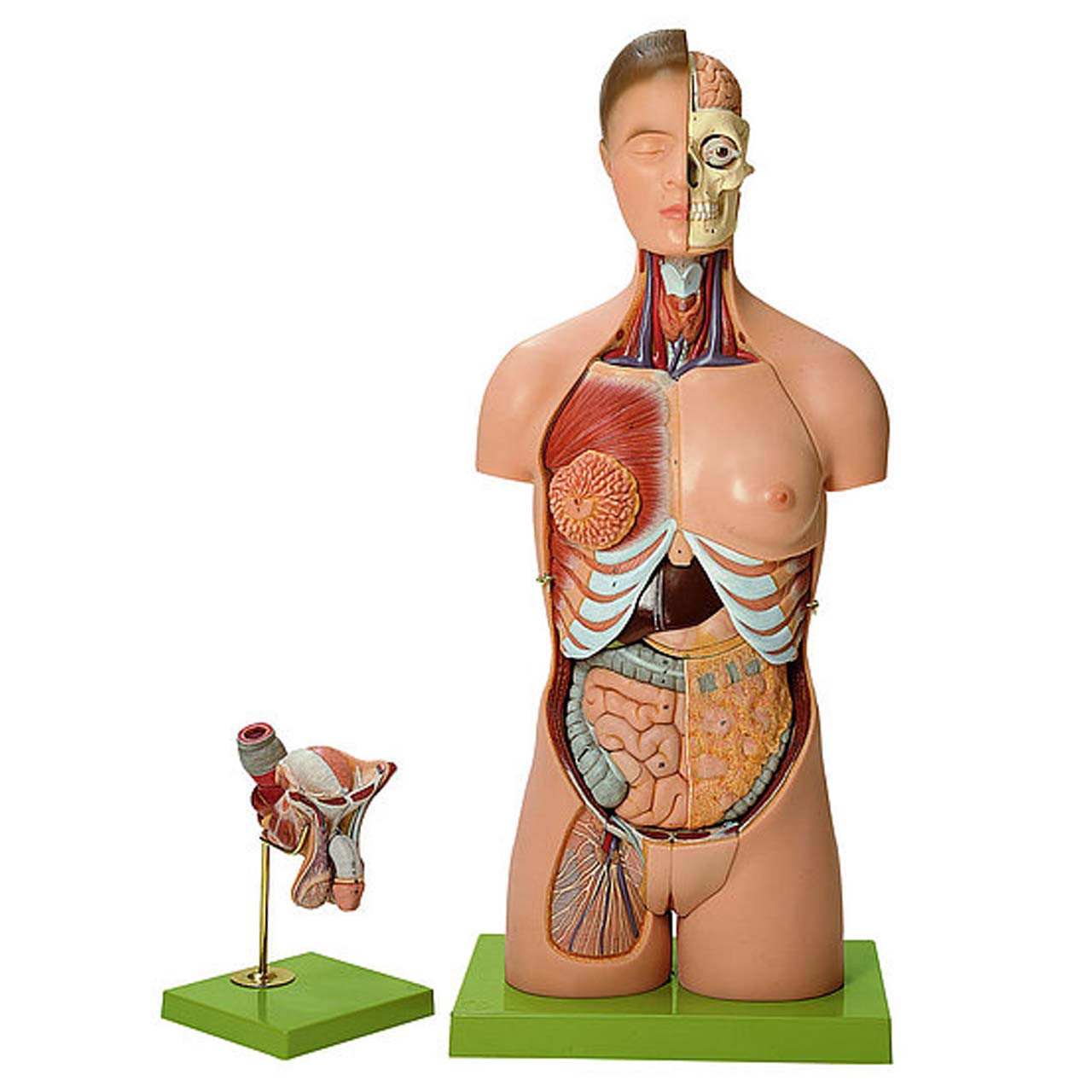AS4 - Torso with Head and Interchangeable Male and Female