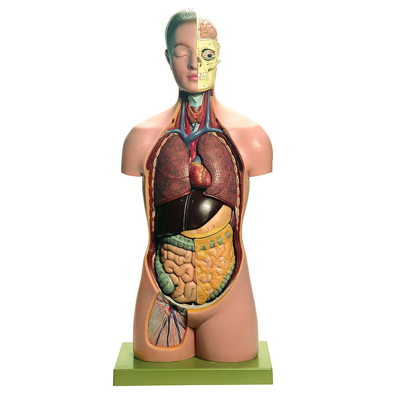 AS16 - Torso of Young Man with Head