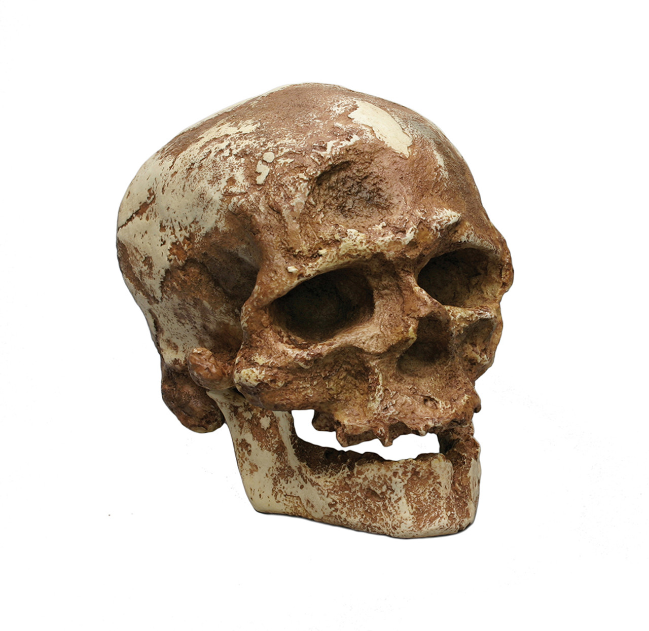 Cro-Magnon 1, with jaw