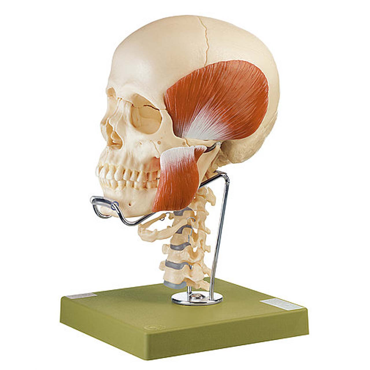 QS8/2C+M - 14-Part Model of the Skull with Cervical