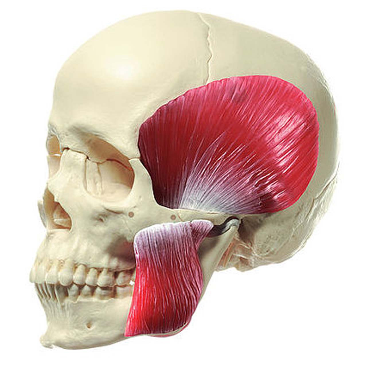 【中古】 The Somatics TheSomatics QS8/2M - 14-Part Model of the Skull with Muscles of Mastication