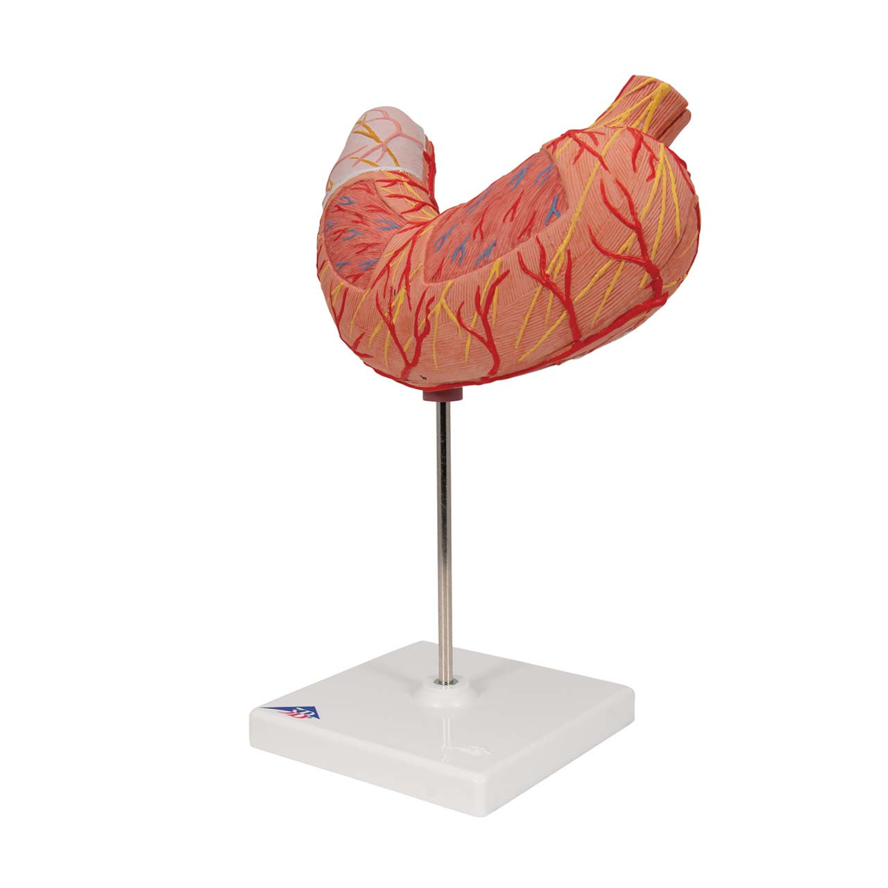 3B Scientific Stomach Anatomical Model