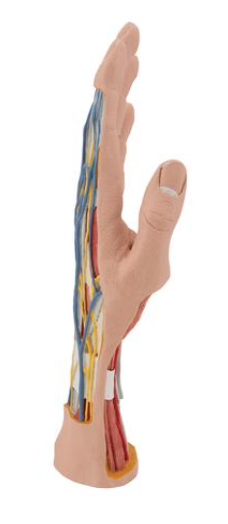 3B Scientific Internal Hand Structure Model, 3 part