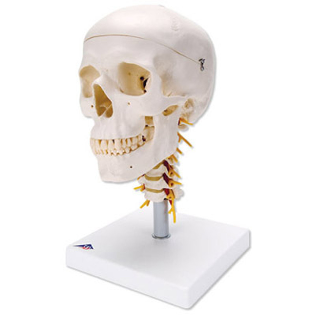 Human Skull Model, Plastic Skull Model