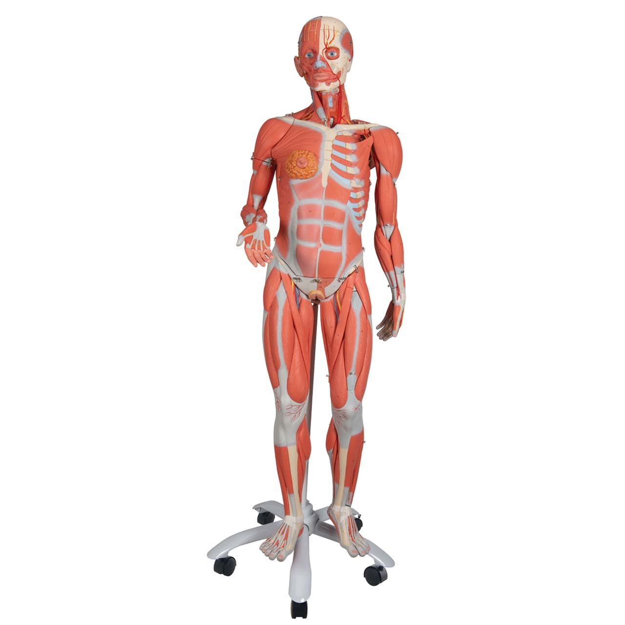 1013882 - 3/4 Life-Size Female Muscle Model on a metal stand