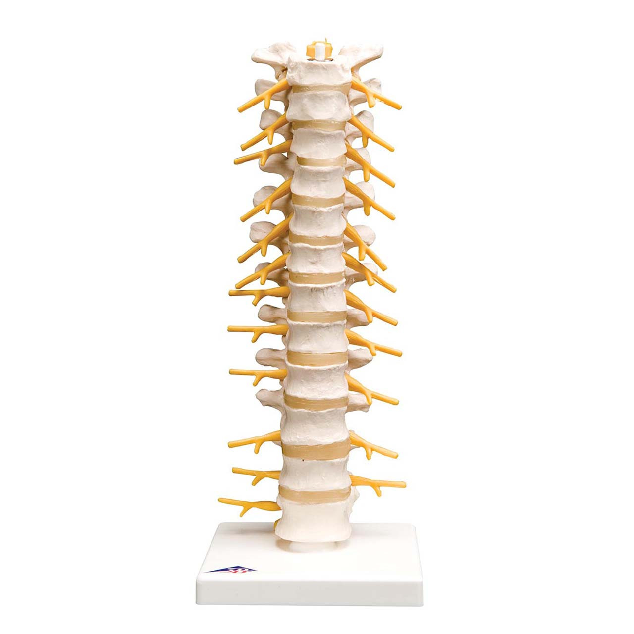 1000145 - Thoracic Spinal Column