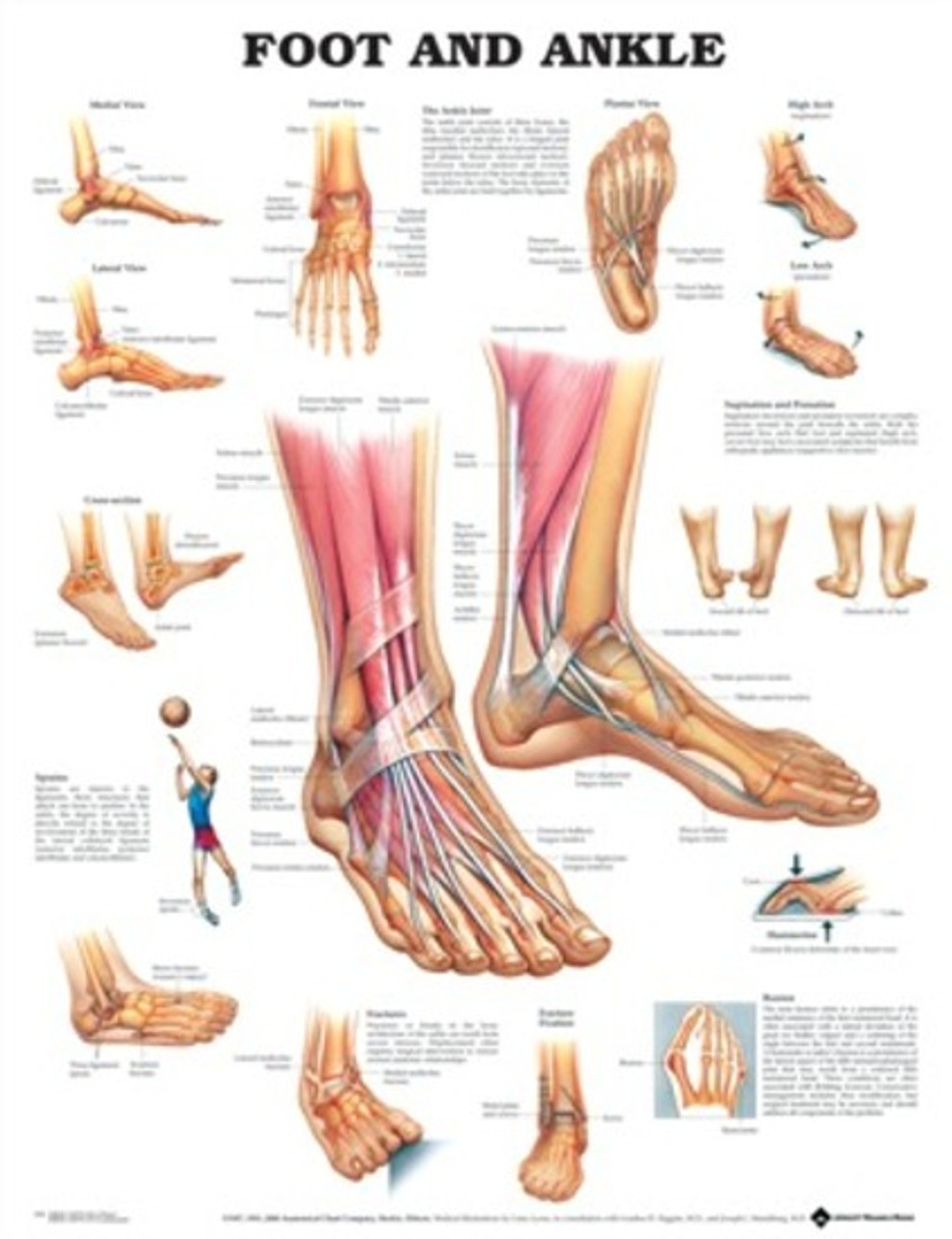 flat foot medical term