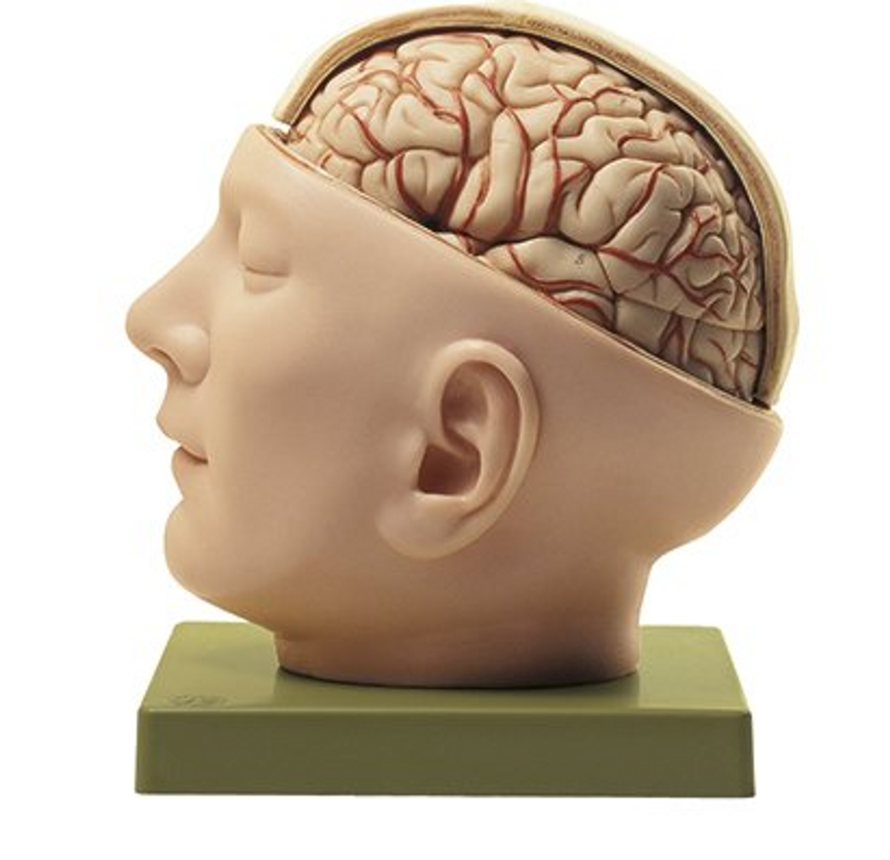 頭部模型 somso社製 Base of the Head Somso Base of the Head, Anatomical Model
