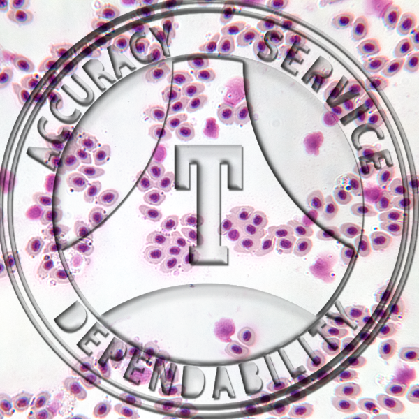 Bird Blood smear, Microscope Slide Southern Biological