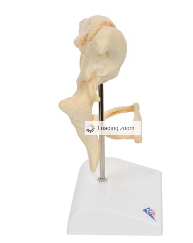 3B Scientific Human Ossicle Model (BONElike), 20-times Magnified ...