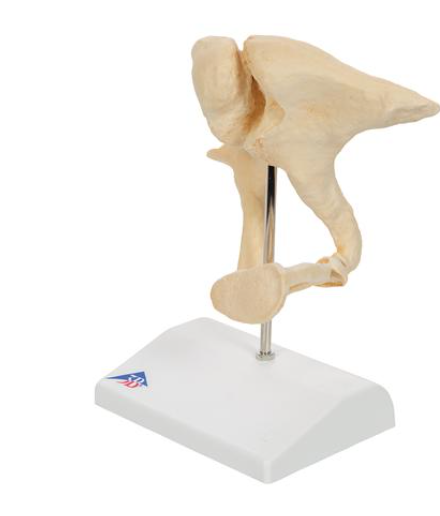 3B Scientific Human Ossicle Model (BONElike), 20-times Magnified ...