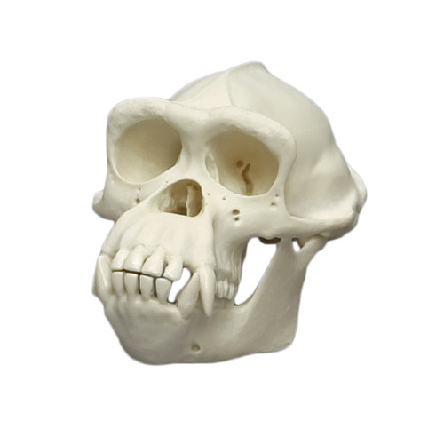 Chimpanzee, half scale