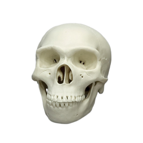 Homo neanderthalensis, half scale