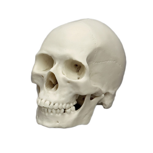 Modern human, half scale