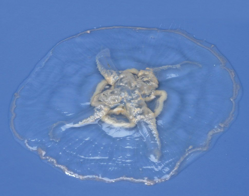 Jellyfish (Aurelia), 5-6cm, Preserved