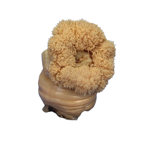 Sea Anemone (Metridium), Preserved