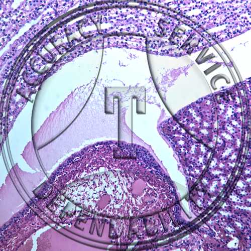 Kidney, TS, H&E stain Microscope slide Southern Biological