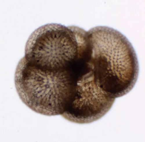 Foraminifera, mixed, WM Microscope slide