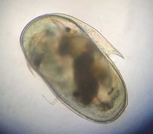 Ostracods, live