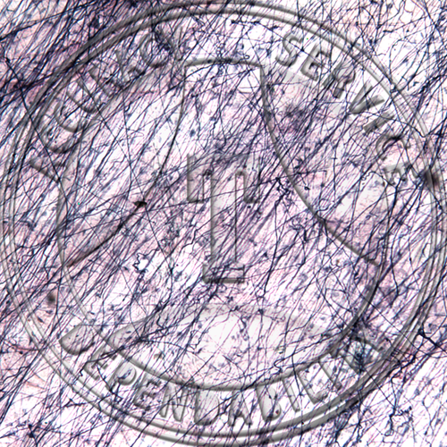 Areolar tissue, Verhoeff's stain Microscope slide