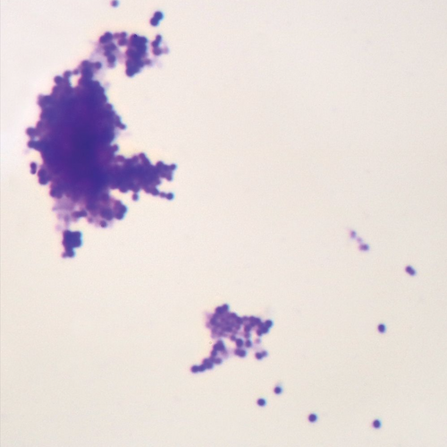 Staphylococcus epidermidis, w.m., spheres. Pathogenic on skin and mucous membranes of vertebrates.