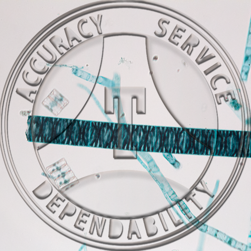 Mixed green algae, several species, WM Microscope slide