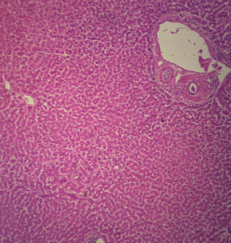 Human Liver, section, H&E stain Microscope slide