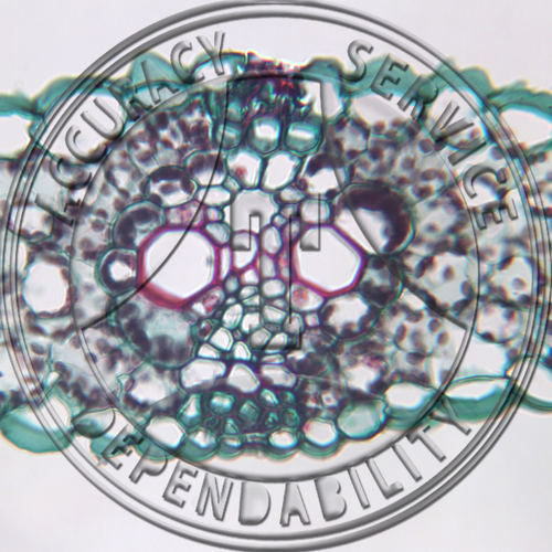 Herbaceous typical monocot leaf, TS Microscope slide