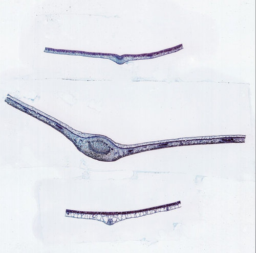 Hydrophyte, Mesophyte and Xerophyte Leaves, CS Microscope Slide