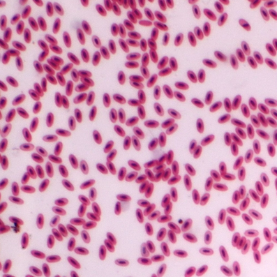 Blood, bird, smear Microscope slide