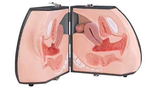 KOKEN Female organ model, type I