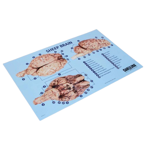 Sheep Brain Dissection Mat 28cm x 43cm