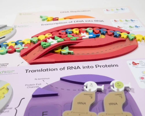 Flow of Genetic Information Kit©. 1-Group Set