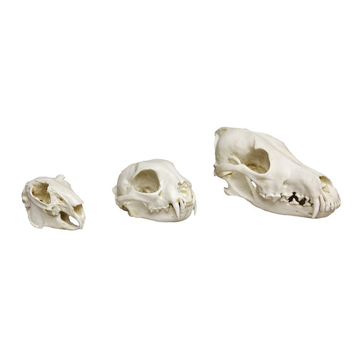 Anatomy | Animal Skull Models