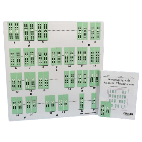 Karyotyping with Magnetic Chromosomes (1-Station Kit)