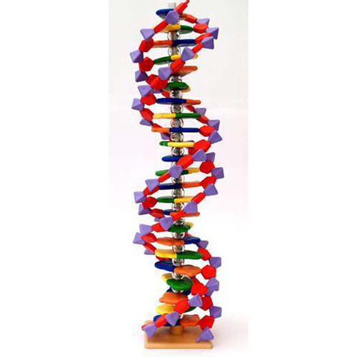 DNA Puzzle Kit - Southern Biological