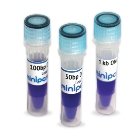 DNA molecular weight ladder, 500bp
