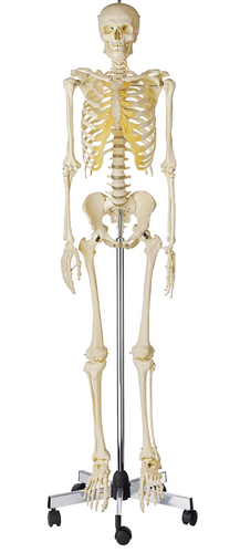 Somso Human Skeleton, Male