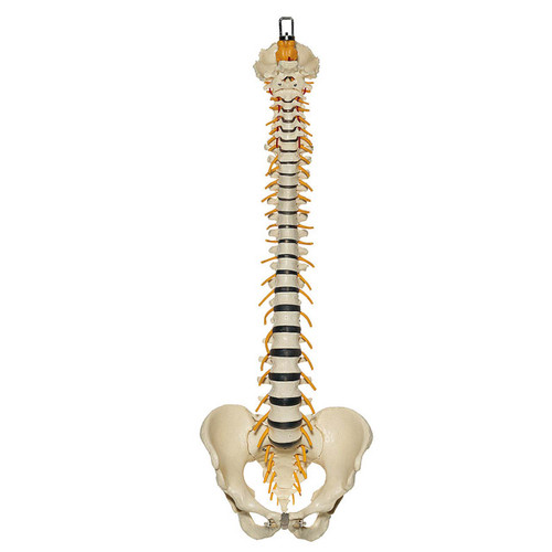 Somso Vertebral Column with Pelvis