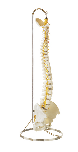 Somso Vertebral Column with Pelvis Anatomical Model