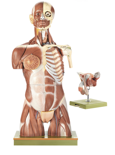 Somso Anatomical Muscular Torso with Interchangeable Male and Female Genitalia