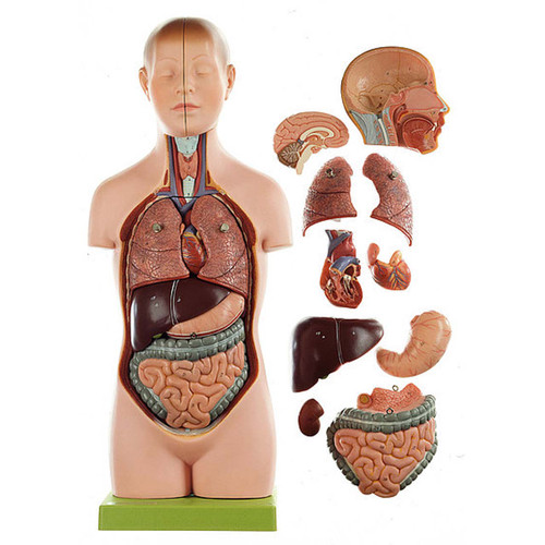 Somso Anatomical Small Torso of Young Man with Head