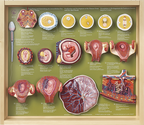 Somso Fertilization and Development of the Human Ovum up to the 3rd Month Anatomical Model