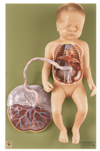 Somso Fetal Circulatory System, Anatomical Model